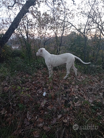 Dogo argentino femmina e maschio