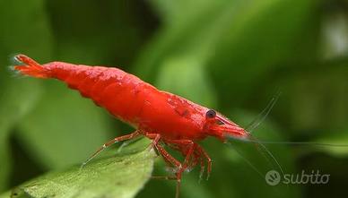 Neocaridine Red Sakura