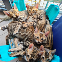 Animali