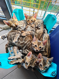 Animali