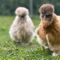 Pulcini galline moroseta