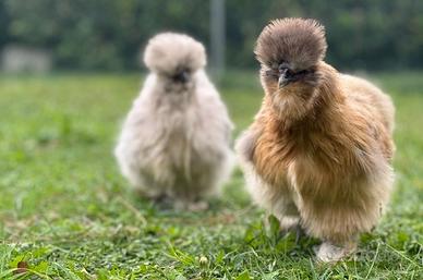 Pulcini galline moroseta