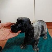 Cocker cuccioli