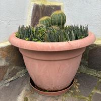 Vaso di piante grasse