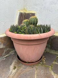 Vaso di piante grasse