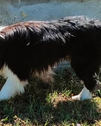 border collie 