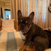 Accoppiamento Bulldog francese