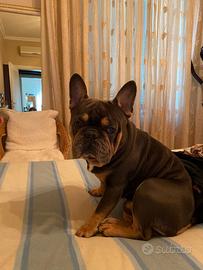 Accoppiamento Bulldog francese