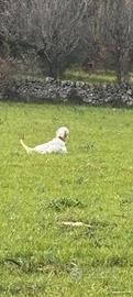 Setter cuccioloni e pronta caccia