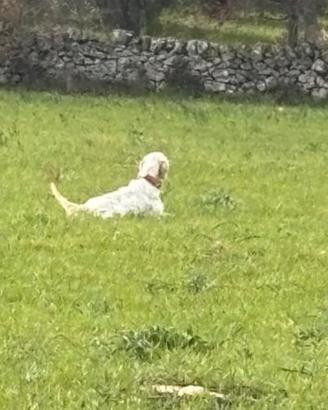 Setter cuccioloni e pronta caccia