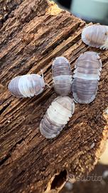 Cubaris sp. "Panda King" - Isopodi Tropicali