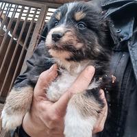 Australian shepherd