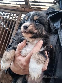 Australian shepherd