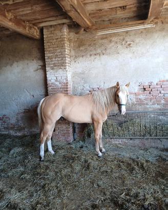 Cavallo