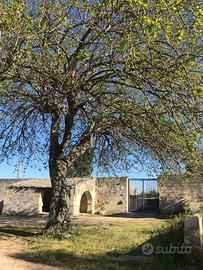 Casa Vacanza immersa nella campagna