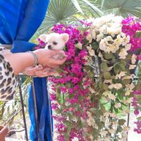Cuccioli di chihuahua micro