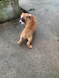 Amstaff pedigree