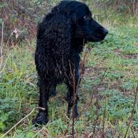 Cocker Spaniel da tartufo