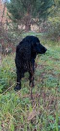 Cocker Spaniel da tartufo