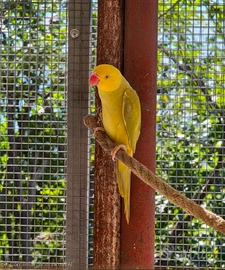 Parrocchetti dal collare