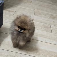 Spitz di Pomerania nano