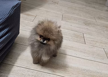 Spitz di Pomerania nano