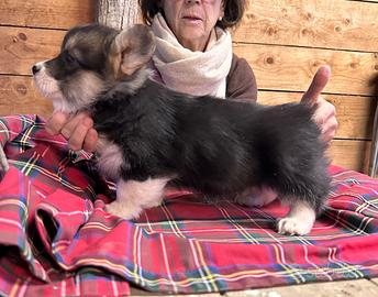 Cuccioli femmina disponibili. Nati il 4/11/25