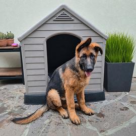 Cucciolo Pastore Tedesco Nero Fumo + accessori