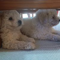 Barboncino maschio piccola taglia