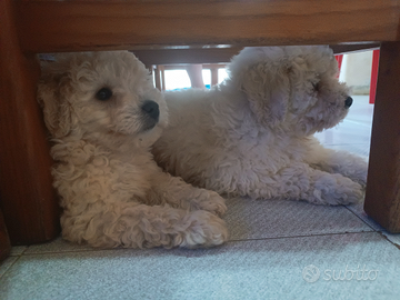 Barboncino maschio piccola taglia