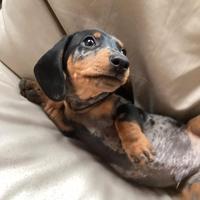 Cuccioli bassotti merle