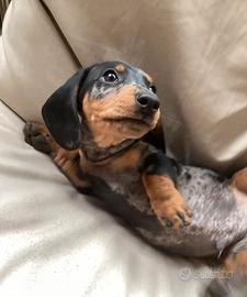 Cuccioli bassotti merle