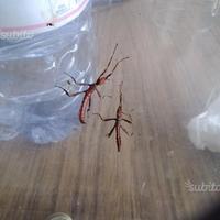 Insetto foglia secca