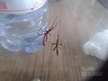 Insetto foglia secca