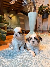 Shih-tzu cuccioli
