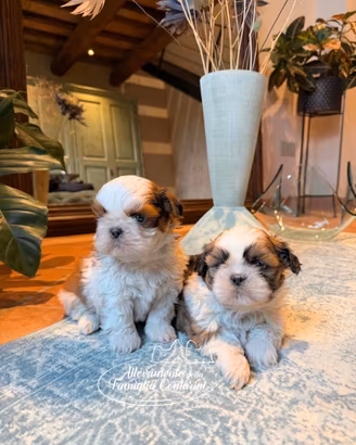 Shihtzu cuccioli