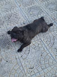 Cucciola buldog francese