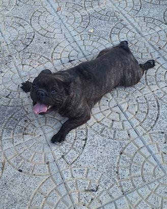 Cucciola buldog francese