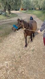 Pony
