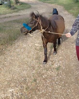 Pony