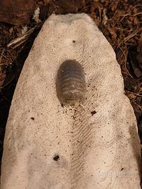 Isopodi armadillidium Scaberrimum
