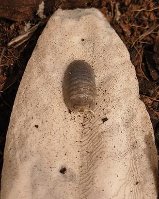 Isopodi armadillidium Scaberrimum