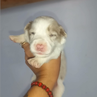 Ultima femminuccia border collie