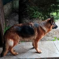 Pastore Tedesco femmina addestrata