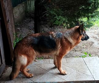 Pastore Tedesco femmina addestrata