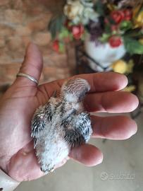 pulli di cocorite da allevare a mano 