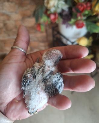 pulli di cocorite da allevare a mano 