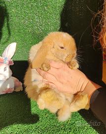Coniglietto Nano