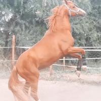 Pony