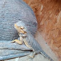 Drago barbuto ( Pogona Vitticeps ) + Teca